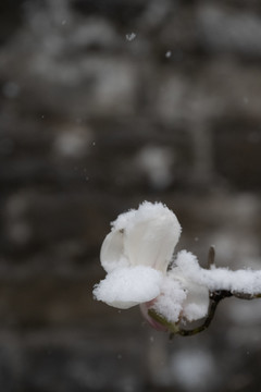 雪中玉兰