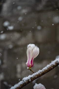 雪中玉兰