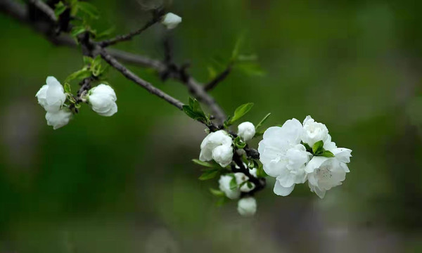 梨花枝俏