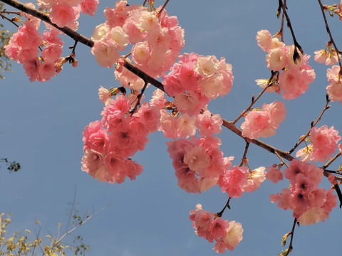 美丽的樱花