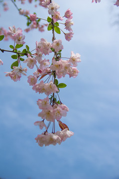 海棠花