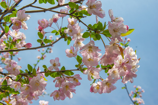 花枝