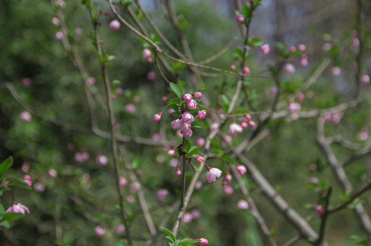 花苞