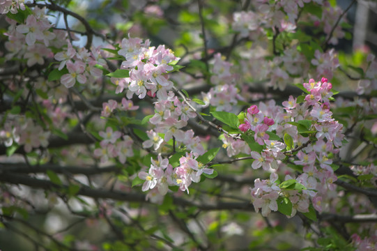 花枝