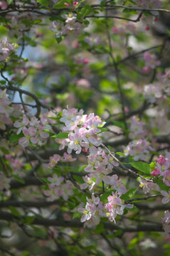 花枝