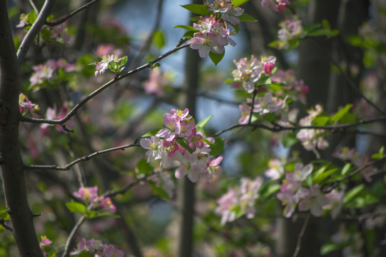 花枝