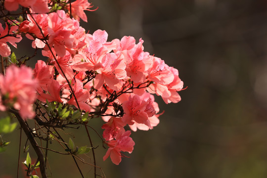 杜鹃花