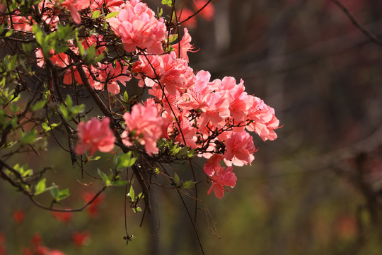 杜鹃花