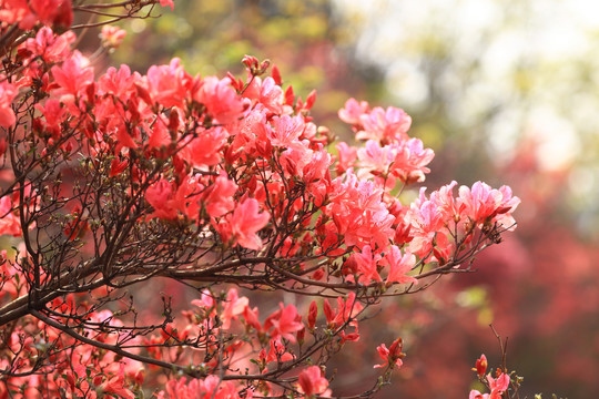 杜鹃花