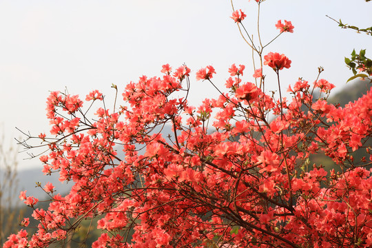 杜鹃花