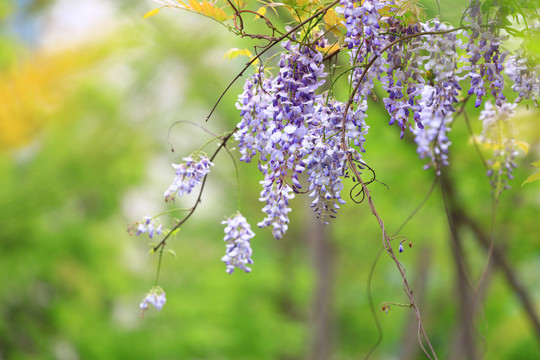 紫藤花