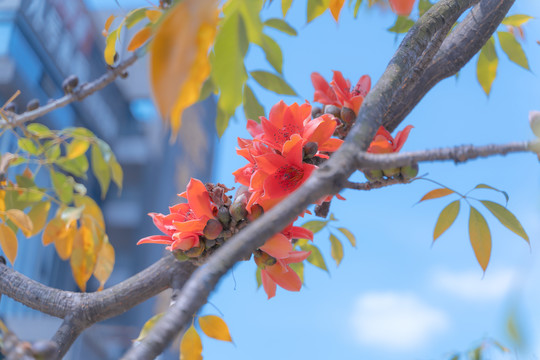 木棉花