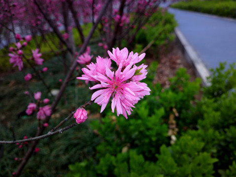 菊花桃