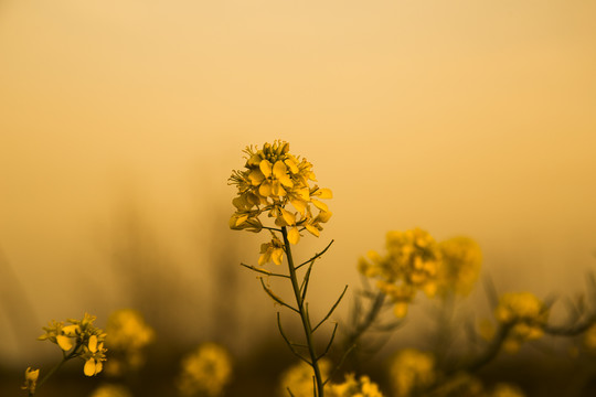 黄昏下的油菜花唯美