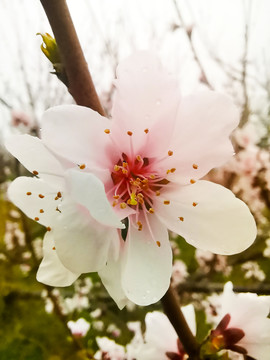 粉色桃花特写