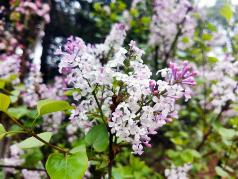 丁香花