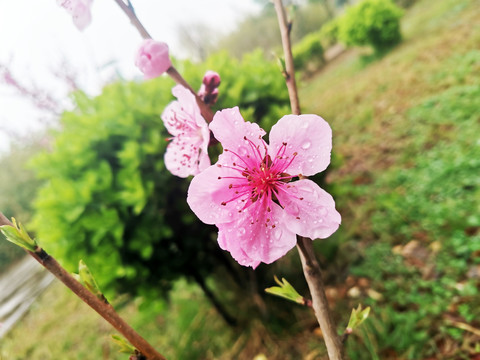 桃花朵朵