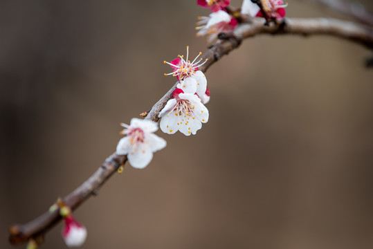 春天桃花