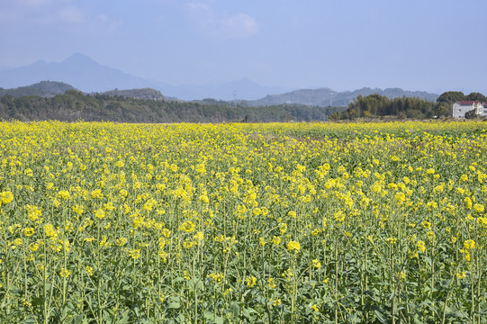 油菜花田