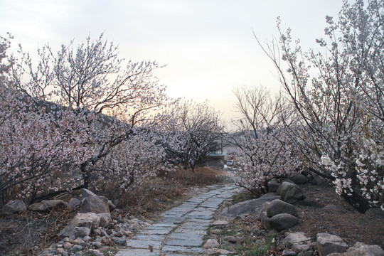 杏花村