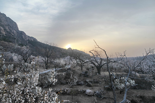 杏花村