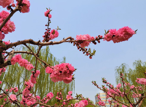 桃花元大都遗址春暖花开