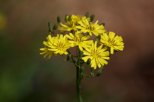 苦菜花