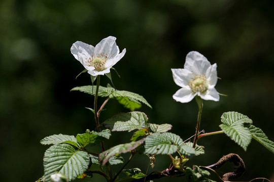 蓬蔂花