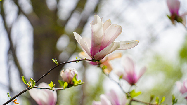 玉兰花开