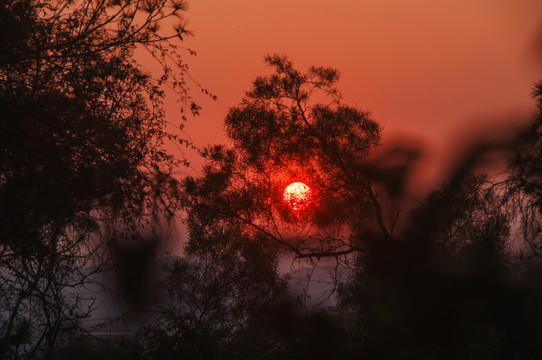 夕阳残阳树影风光