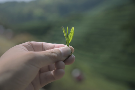 茶叶的嫩芽