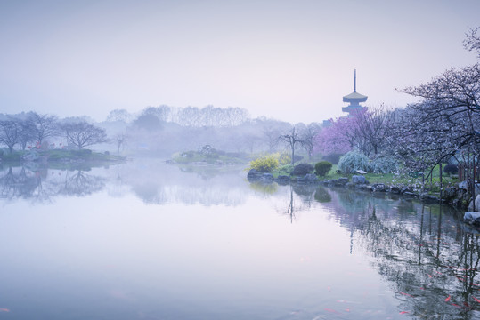 中国湖北武汉东湖磨山樱园樱花