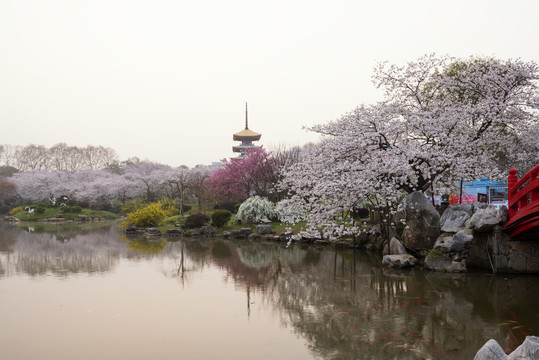 中国湖北武汉东湖磨山樱园樱花