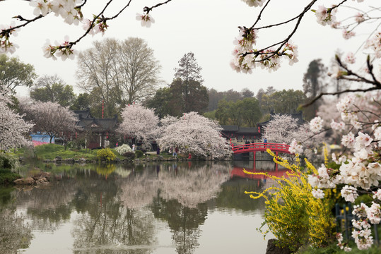 中国湖北武汉东湖磨山樱园樱花