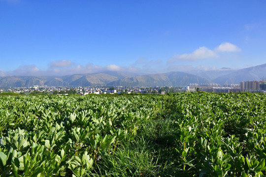 乡村风光