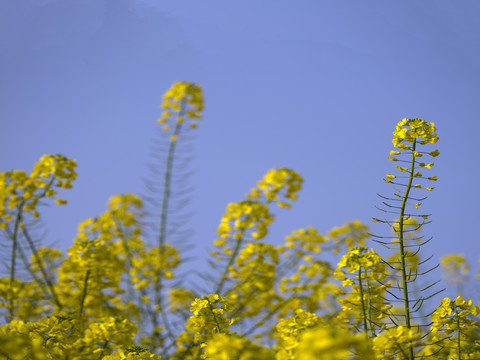 油茶花儿开