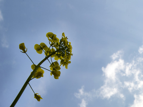 油茶花儿开