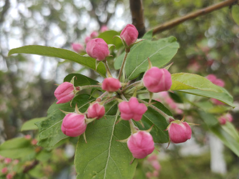 李花花苞特写