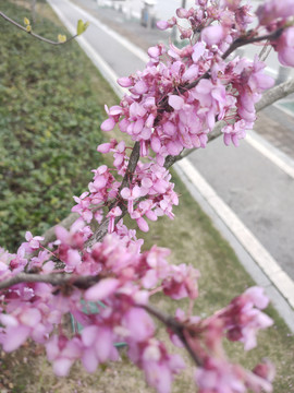 紫荆花特写