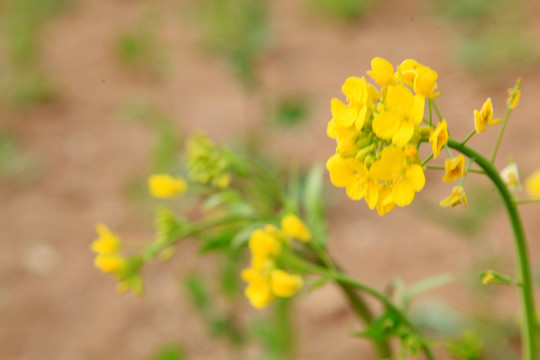 油菜花