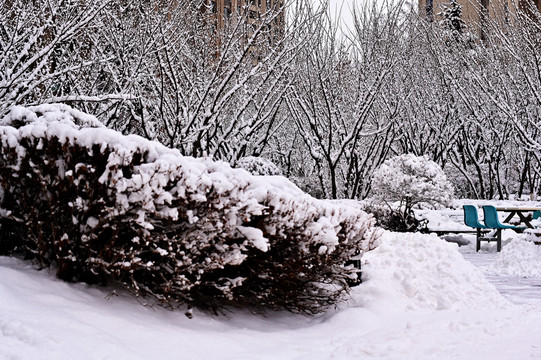 春雪