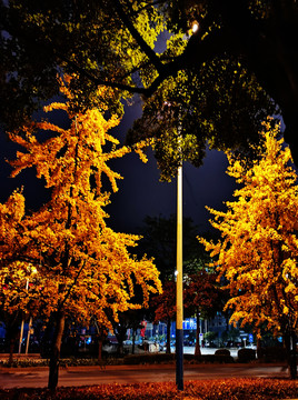 路灯下的银杏树