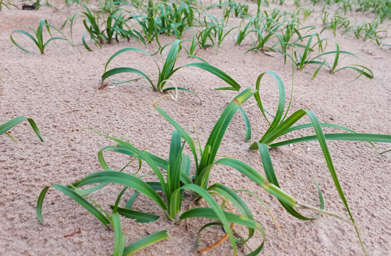 沙地小草