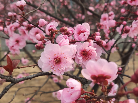 美人梅