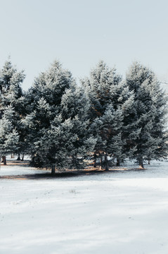 雪