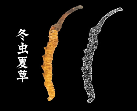 蟲草