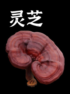靈芝