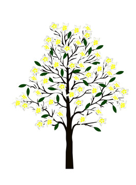 大樹白黃色雞蛋花插畫免摳圖