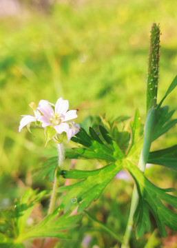 花鹳草