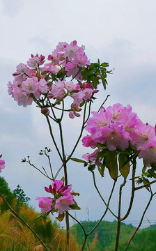 杜鹃花粉色的